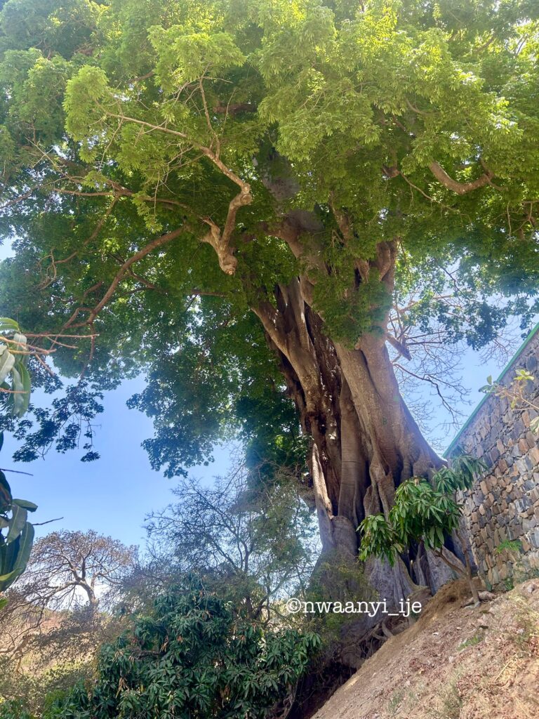Kapok Tree of Life